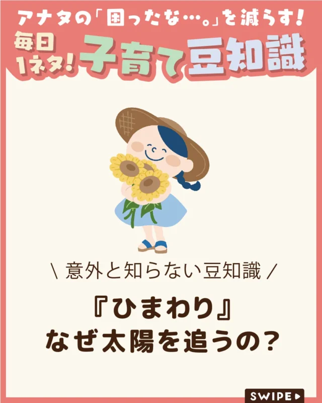 【『ひまわり』なぜ太陽を追うの？】

ひまわりは「太陽を追いかける花」として
知られていますが、実はその動きが
見られるのは若い時期だけ！🌻🌻🌻

開花後は東向きで止まることが多く、
体内時計や受粉しやすさなどが関係
しています🌻😲

今回は、ひまわりが太陽に
向く仕組みや、その理由をご紹介します。

ぜひ参考にしてみてくださいね👶🏻👧🏻👦🏻💕
.
.
꧁————————————————꧂

LEYON公式インスタグラムでは
アイテムやお得情報・子育てについてのコラムを更新中！

check!▷▶@leyon.official
プロフィールから商品詳細ページが確認できます👆

気になる投稿は保存で後からチェック✅
フォロー・いいねお待ちしております💕
꧁————————————————꧂

#LEYON #ひまわり観察
#子どもの学び
#自然のふしぎ
#夏休み自由研究